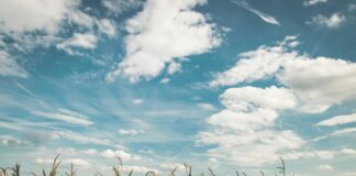 corn fields under white clouds with blue sky during daytime