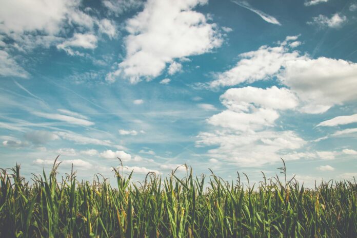 corn fields under white clouds with blue sky during daytime