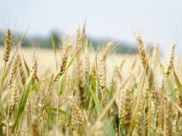selective focus photography of wheat field