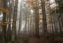 trees surrounded by fogs