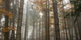 trees surrounded by fogs