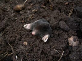 black mole in black soil