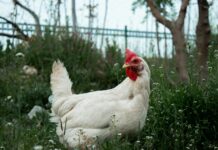 hen among flowers on ground