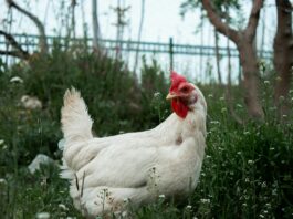 hen among flowers on ground