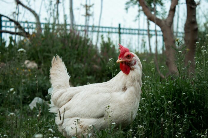 hen among flowers on ground